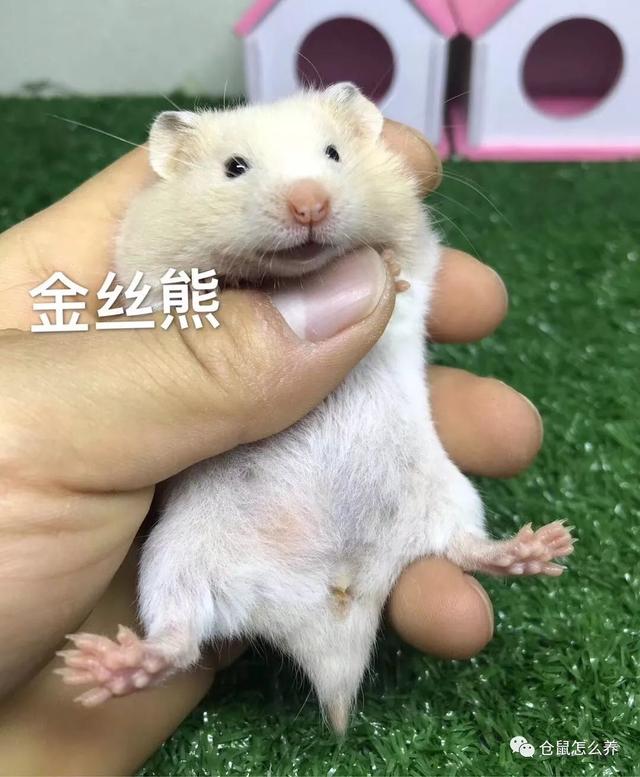 仓鼠有什么品种，可爱小仓鼠的种类（快来看看哪个是你家宝贝）