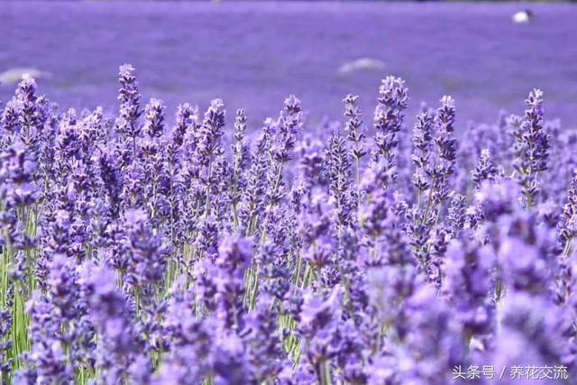 蚊子最怕什么东西，蚊子怕什么（12种能够快速去除蚊子的神奇植物）