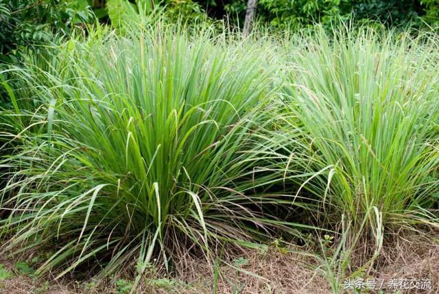 蚊子最怕什么东西，蚊子怕什么（12种能够快速去除蚊子的神奇植物）