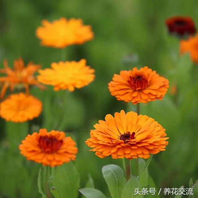 蚊子最怕什么东西，蚊子怕什么（12种能够快速去除蚊子的神奇植物）