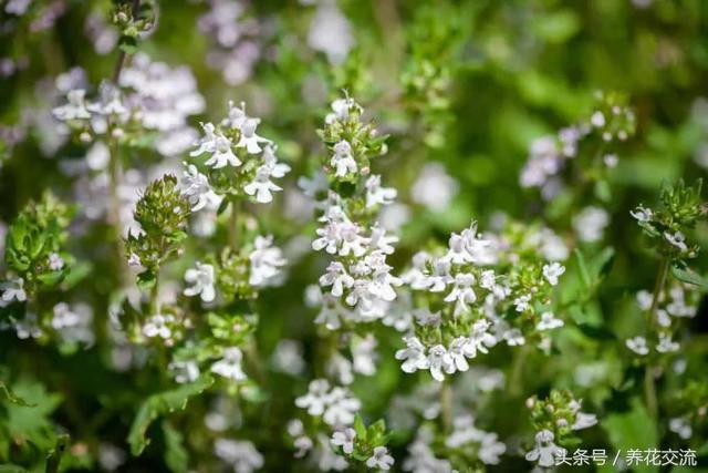 蚊子最怕什么东西，蚊子怕什么（12种能够快速去除蚊子的神奇植物）