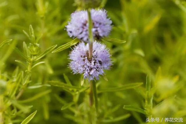 蚊子最怕什么东西，蚊子怕什么（12种能够快速去除蚊子的神奇植物）