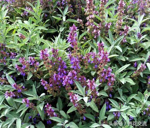 蚊子最怕什么东西，蚊子怕什么（12种能够快速去除蚊子的神奇植物）