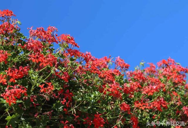 蚊子最怕什么东西，蚊子怕什么（12种能够快速去除蚊子的神奇植物）