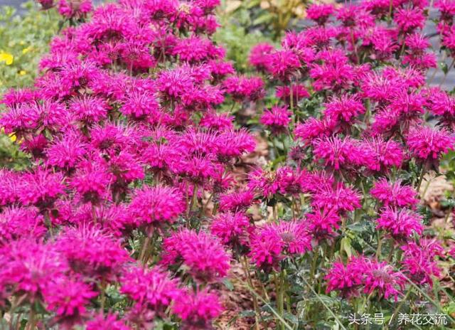 蚊子最怕什么东西，蚊子怕什么（12种能够快速去除蚊子的神奇植物）