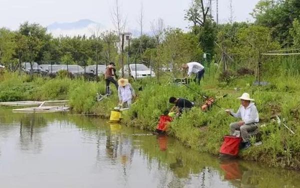 野钓大鲫鱼并非难事！掌握这些实用技巧，轻松让大鲫鱼主动咬钩