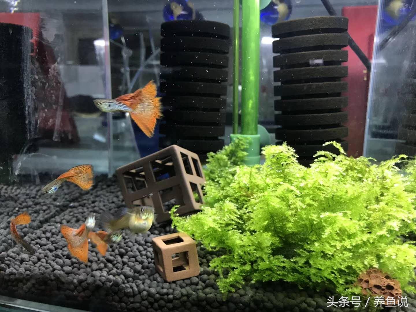 孔雀鱼繁殖周期揭秘：掌握5大要点，轻松实现高效繁育