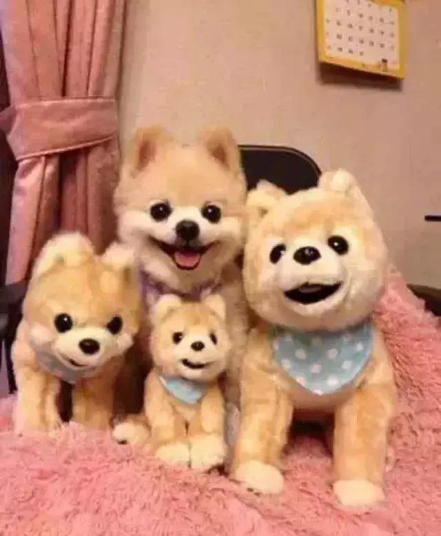 博美俊介犬长大后的样子，博美与俊介，你了解过他们么