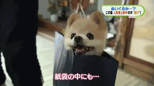 博美俊介犬长大后的样子，博美与俊介，你了解过他们么