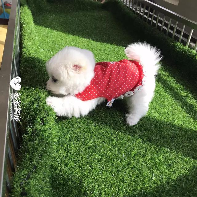 博美俊介犬长大后的样子，博美与俊介，你了解过他们么