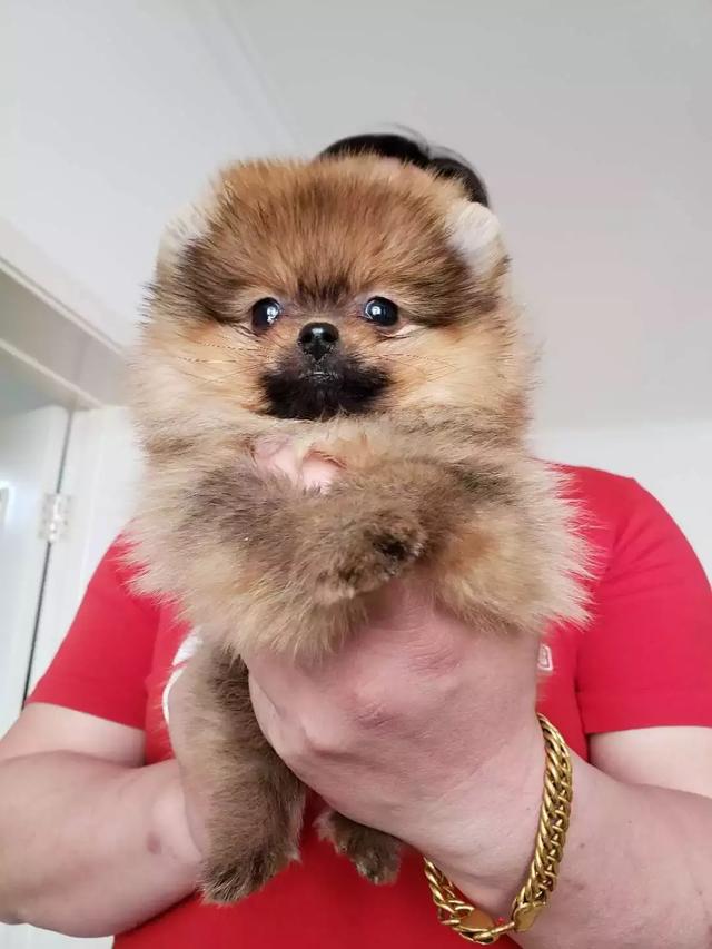 博美俊介犬长大后的样子，博美与俊介，你了解过他们么