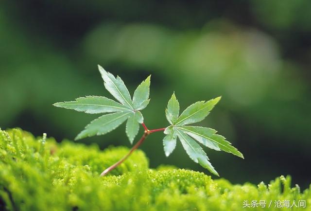 班得瑞雪之梦简谱，雪之梦钢琴曲（听班得瑞的曲子）