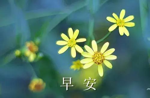 早安的唯美句子，温馨的早安唯美句子（早上好的说说句子）