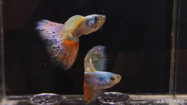 和斗鱼可以混养的鱼，孔雀鱼品系大全与饲养5