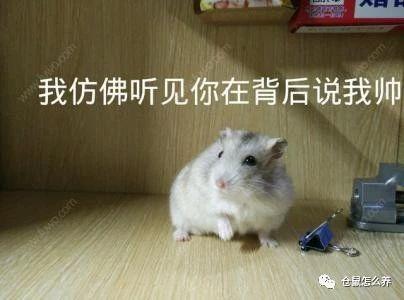 被仓鼠咬了怎么办，被仓鼠咬了要打疫苗吗（咬伤后要怎么处理才是正确的）