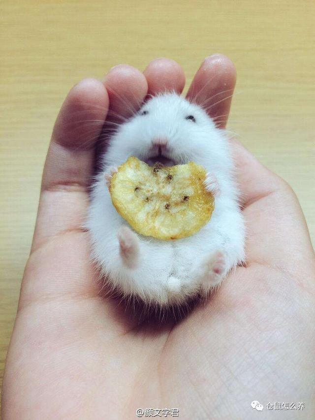 被仓鼠咬了怎么办，被仓鼠咬了要打疫苗吗（咬伤后要怎么处理才是正确的）