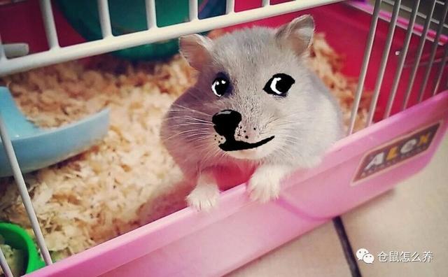 被仓鼠咬了怎么办，被仓鼠咬了要打疫苗吗（咬伤后要怎么处理才是正确的）