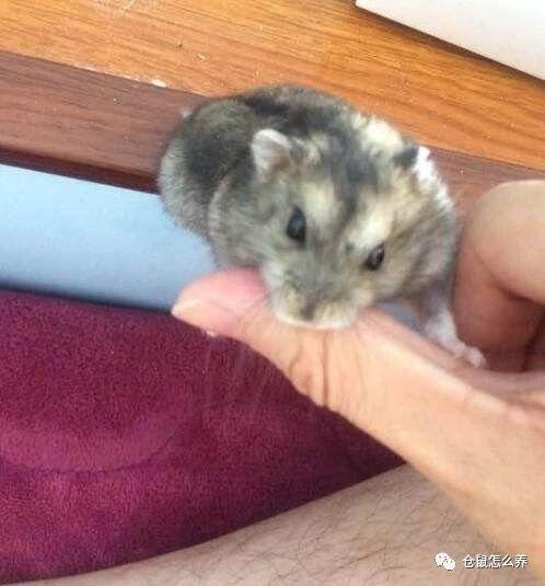 被仓鼠咬了怎么办，被仓鼠咬了要打疫苗吗（咬伤后要怎么处理才是正确的）