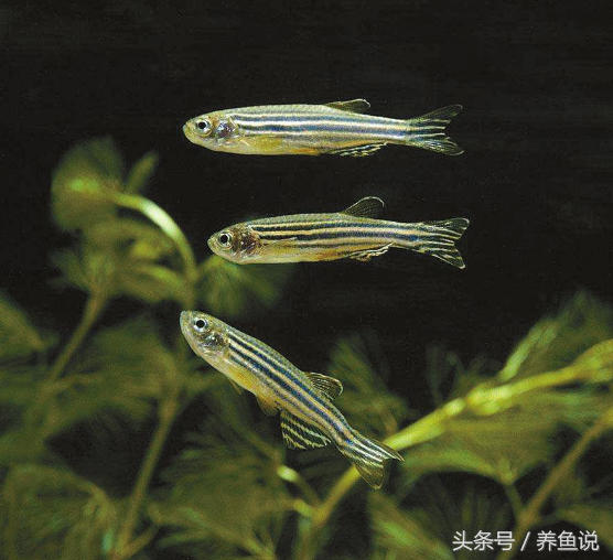 和斗鱼可以混养的鱼，孔雀鱼品系大全与饲养5