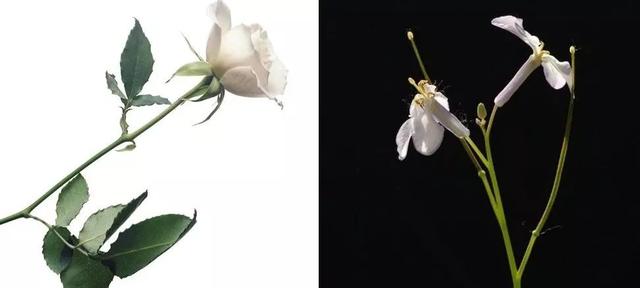 烟饼摄影烟饼怎么使用，拍摄用烟饼哪里可买到（这些摄影小东西）