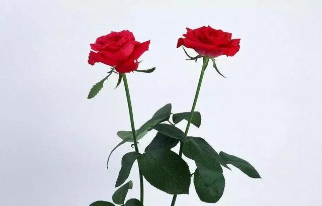 烟饼摄影烟饼怎么使用，拍摄用烟饼哪里可买到（这些摄影小东西）