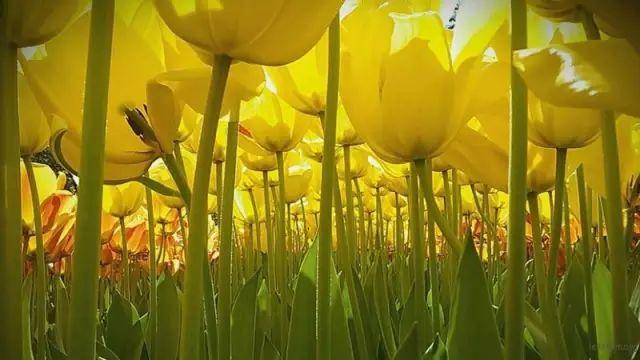 烟饼摄影烟饼怎么使用，拍摄用烟饼哪里可买到（这些摄影小东西）