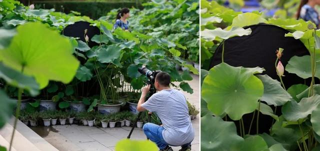 烟饼摄影烟饼怎么使用，拍摄用烟饼哪里可买到（这些摄影小东西）