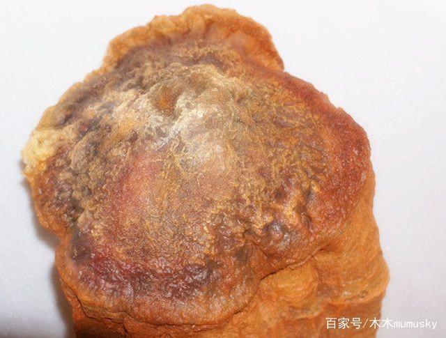 喝太岁泡的水禁忌，太岁水什么人不能喝（“太岁”又称“肉灵芝”）