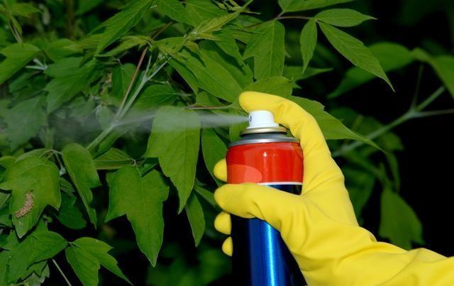 蜱虫是什么，蜱虫是什么虫（被蜱虫咬伤会怎么样）