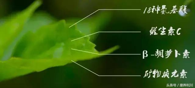 六道木的功效与作用，南方六道木的功效与作用（你不知道的一些秘密）