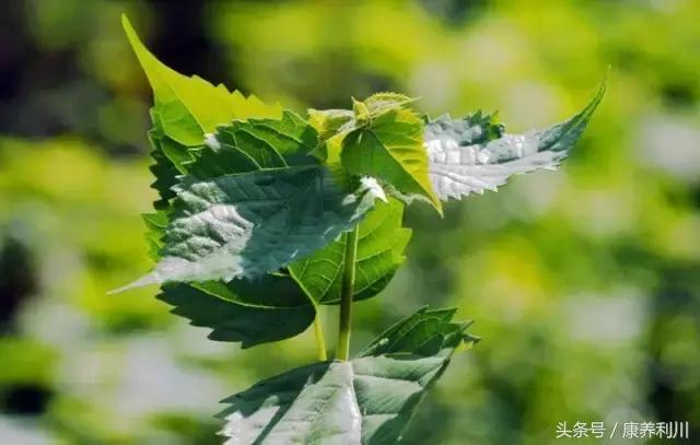 六道木的功效与作用，南方六道木的功效与作用（你不知道的一些秘密）