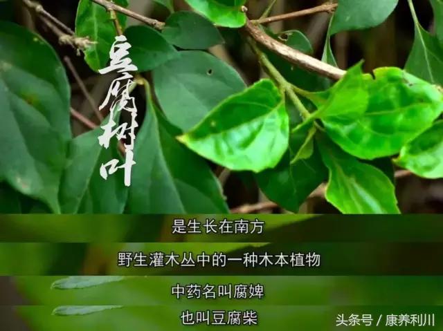 六道木的功效与作用，南方六道木的功效与作用（你不知道的一些秘密）