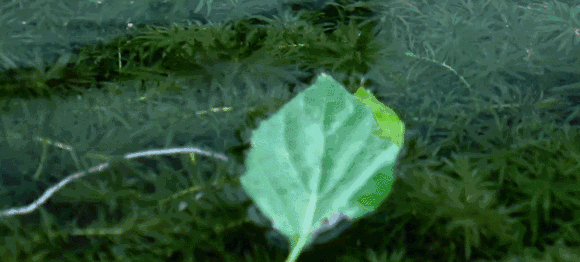 六道木的功效与作用，南方六道木的功效与作用（你不知道的一些秘密）