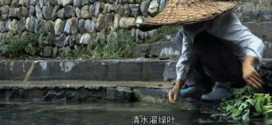 六道木的功效与作用，南方六道木的功效与作用（你不知道的一些秘密）