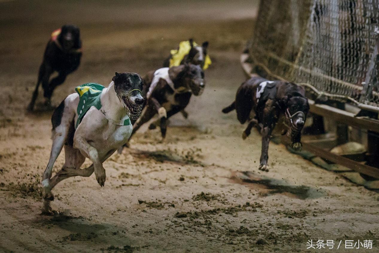 会活的格力犬价格多少钱一只 格力犬一般能玩几年