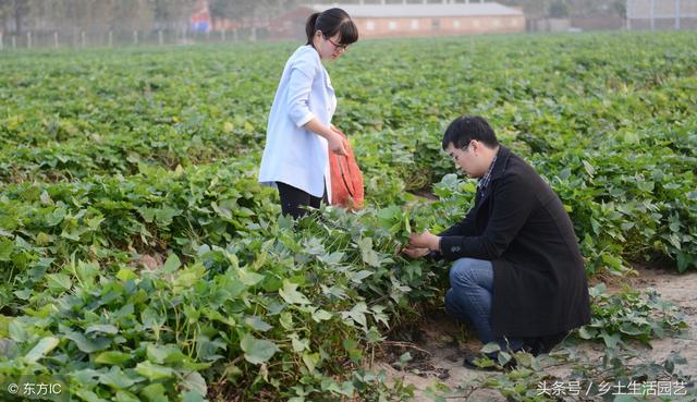 红薯地用什么除草剂好，红薯地用什么除草剂好用（只是田间管理的其中一项）