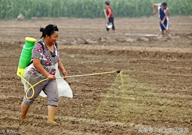 红薯地用什么除草剂好，红薯地用什么除草剂好用（只是田间管理的其中一项）