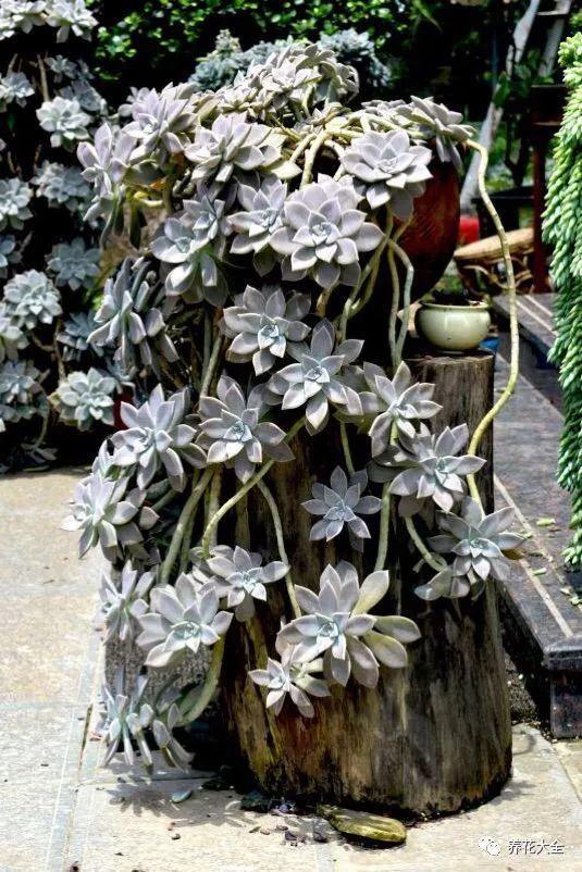 养了8年的胧月老桩,这个奶爸不一般,娃和多肉一起养!