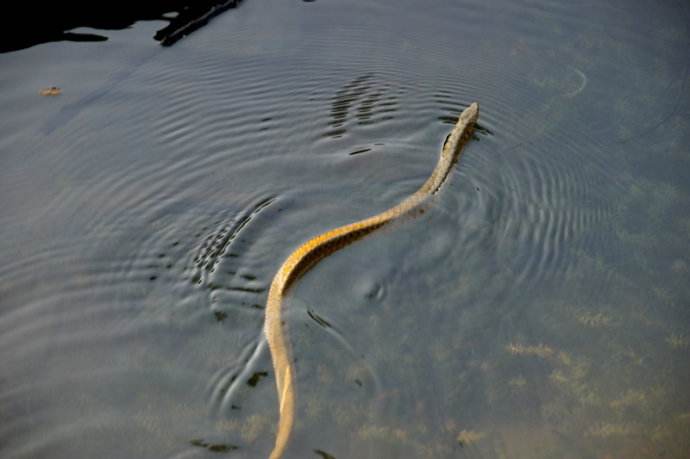 淘金谷金蛇什么意思，淘金谷中的金蛇是什么（男子不听村民劝导）