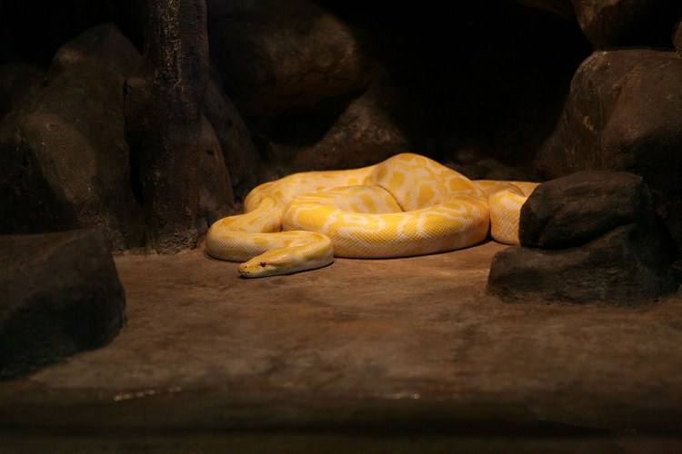 淘金谷金蛇什么意思，淘金谷中的金蛇是什么（男子不听村民劝导）