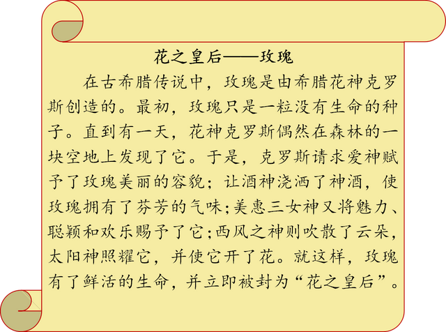 玫瑰花茶和什么搭配祛斑美白，玫瑰花和什么一起泡可以祛斑（中药传奇之“玫瑰花”——美容养颜佳品）