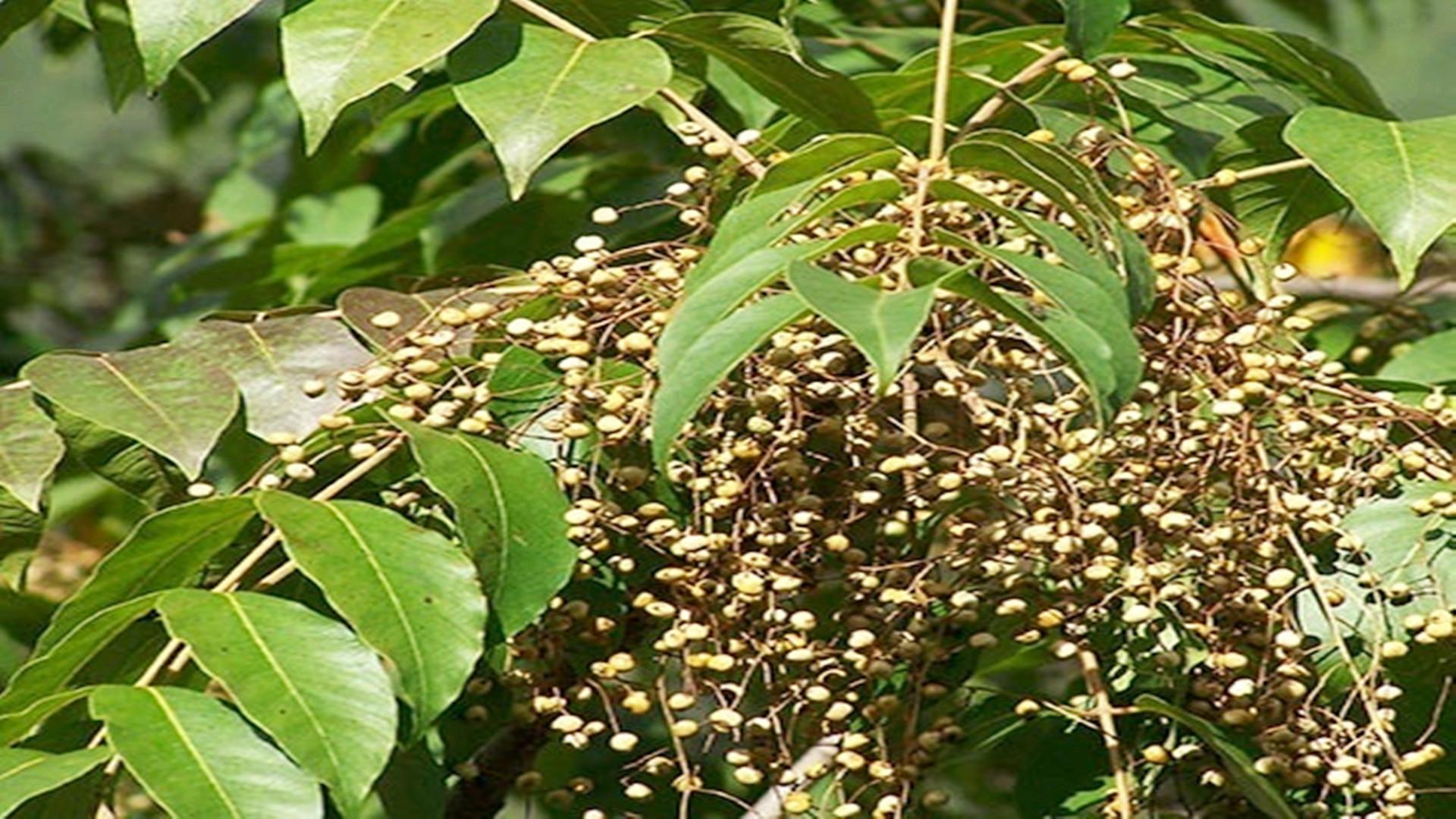 漆疮的症状图片,农村山里这种树 - 玉三网
