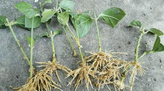 茉莉花的扦插繁殖方法，茉莉花如何扦插繁殖（一长就是一大盆）