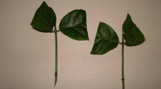 茉莉花的扦插繁殖方法，茉莉花如何扦插繁殖（一长就是一大盆）