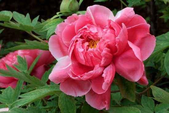 国花是什么花，俄罗斯的国花是什么花（你知道都代表什么含义吗）