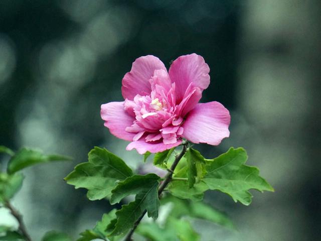 国花是什么花，俄罗斯的国花是什么花（你知道都代表什么含义吗）