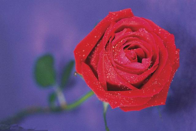 国花是什么花，俄罗斯的国花是什么花（你知道都代表什么含义吗）