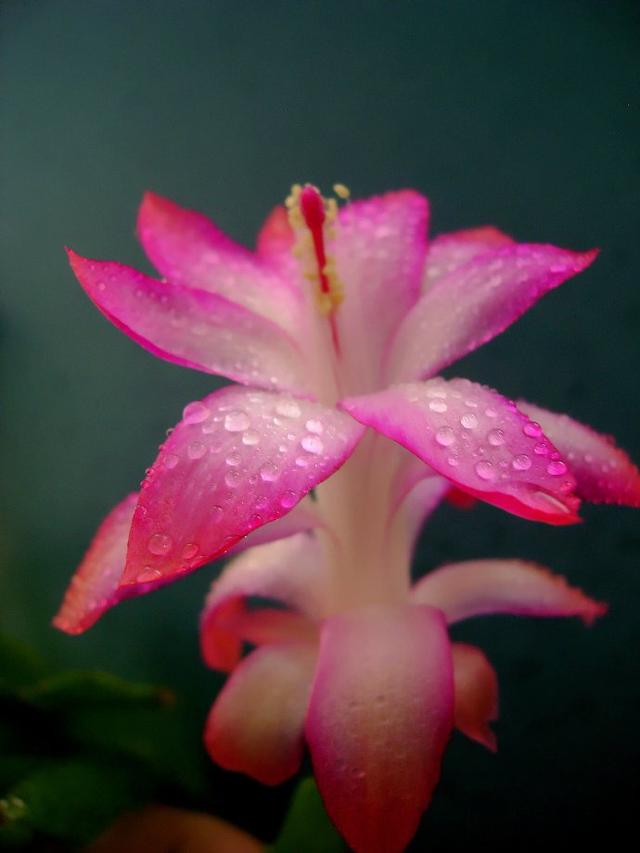国花是什么花，俄罗斯的国花是什么花（你知道都代表什么含义吗）