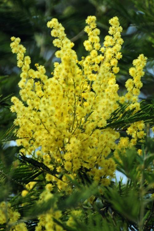 国花是什么花，俄罗斯的国花是什么花（你知道都代表什么含义吗）