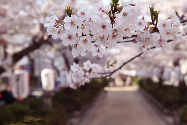 国花是什么花，俄罗斯的国花是什么花（你知道都代表什么含义吗）